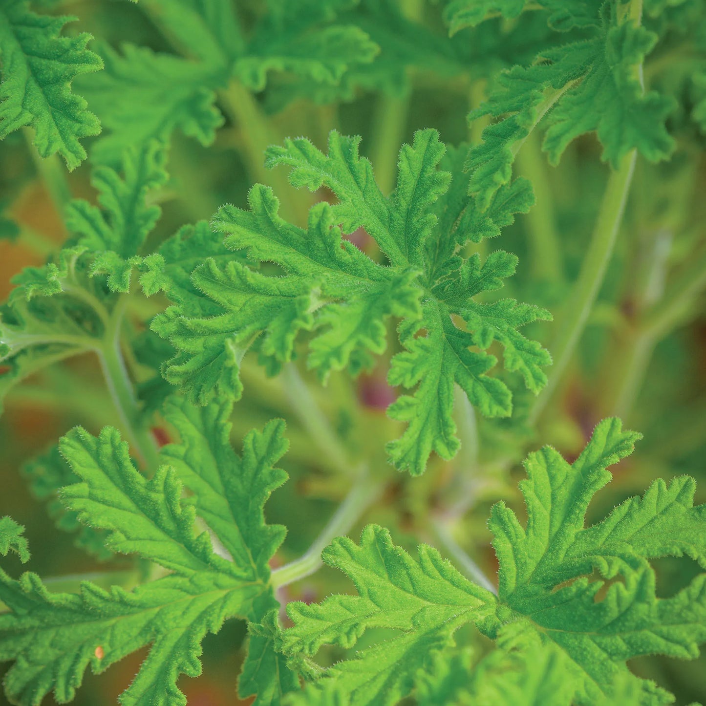Citronella