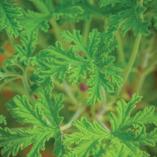 Citronella